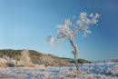 07-4529 Hoar Frosted Trees Near Loch Eil Lochaber Scotland